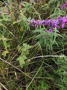 草丛中的紫色花卉绽放