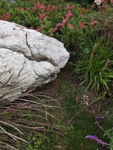 岩石旁的多彩花草景观