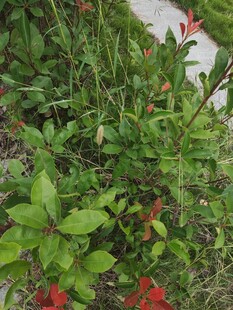 路边多彩绿植景观