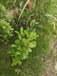 绿叶丛生的自然小景