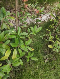 绿意盎然的植物景观