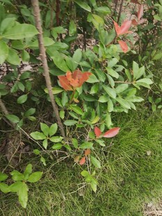 绿叶间的艳红花朵