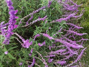 紫色花卉绽放的美丽景致