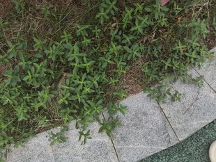路边绿植景观