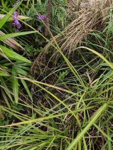 草丛中的紫色花朵
