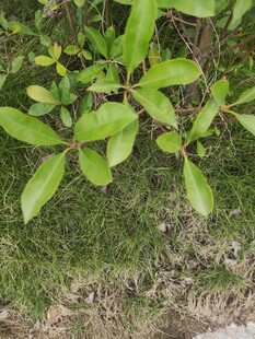 绿叶植物近景特写