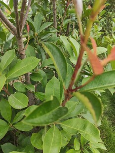 绿叶红枝的植物景观