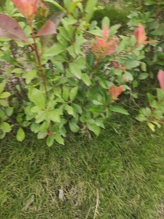 绿叶间的多彩植物