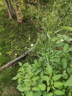 户外繁茂绿植景象