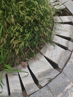 圆形石围中的葱郁绿植