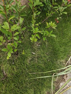 绿意盎然的植物景观