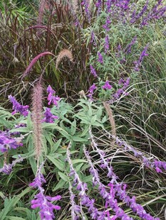 紫色花卉植物特写