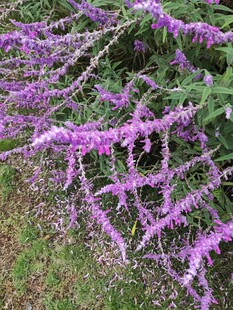 紫色穗状花卉特写