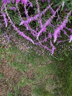 紫色穗状花卉特写