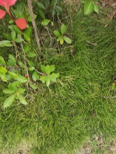 翠绿草地与娇艳红花