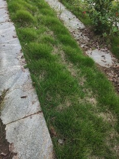 石板缝隙间的翠绿小草