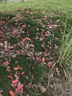 落叶覆于青苔之上