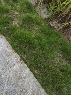 石板旁的翠绿草地