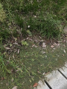 路边草地的垃圾景象