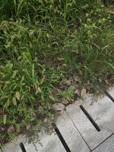 石板路旁的翠绿野草