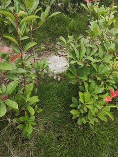 草丛中的白色神秘物体