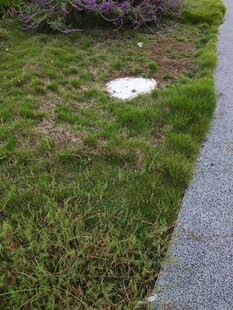 路边草地中的白色物体