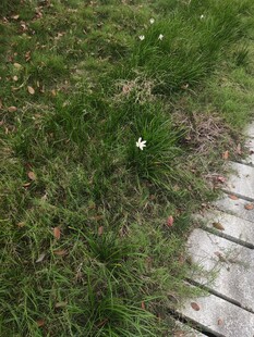 石板旁的绿草与小白花