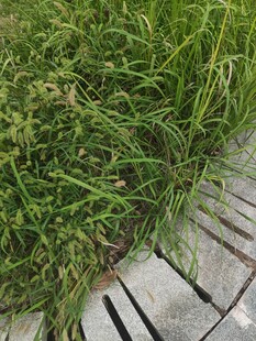 石板旁的青草绿意盎然