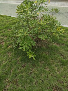 草地上的绿色灌木