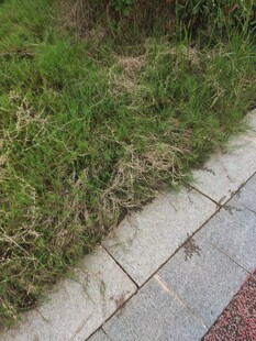 路边草地与砖石路面景象