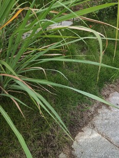 路边葱郁的绿色草本植物