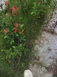石缝间绽放的艳丽花朵
