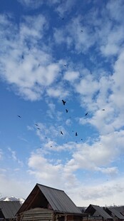 新疆喀纳斯乡村上空的飞鸟与蓝天