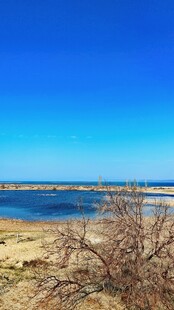 新疆喀纳海边枯树与湛蓝天空美景