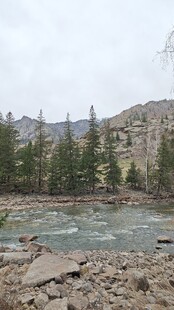 新疆喀纳山间河流与葱郁树木景观