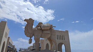青海湖茶卡骆驼立于建筑前的风景