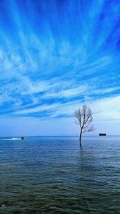 青海湖茶卡盐水中孤树与蓝天美景