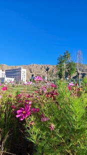 西藏拉萨布繁花映衬下的美丽建筑