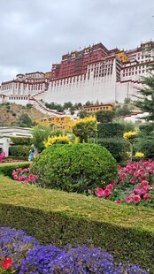 西藏拉布达拉宫前的多彩花卉景观