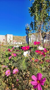 西藏拉萨繁花盛开的户外美丽景致