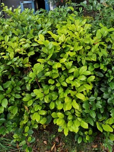 翠绿繁茂的灌木丛