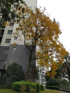 秋日小区旁的金黄大树