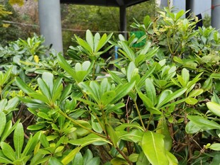 绿叶繁茂的植物景观