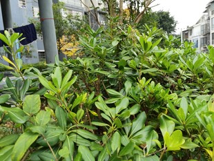 城市中茂盛的绿色植物