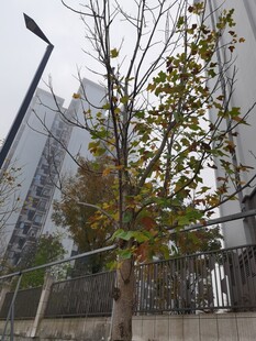 城市中独株树木景象