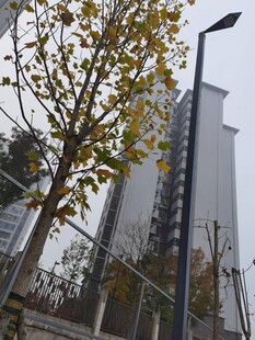 城市中矗立的高楼与树木