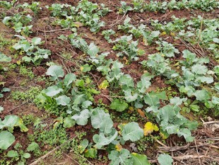 农田里的嫩绿蔬菜幼苗