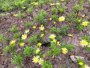 地面绽放的黄色小花