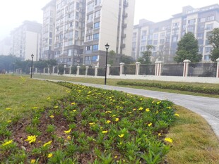 小区旁繁花点缀的小径