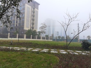 雾中城市景观与绿地